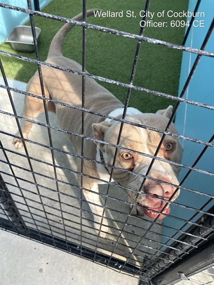 Light Brown  Dog, impounded 11 August 2026