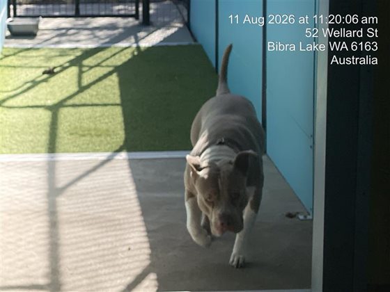 Light Brown  Dog, impounded 11 August 2026