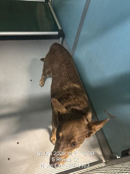 Brown and Tan  Dog, impounded 17 January 2026