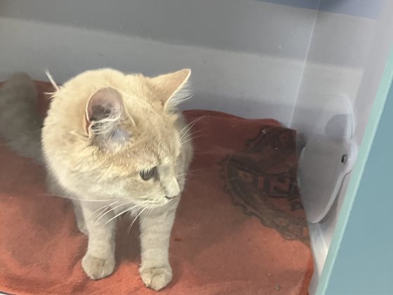 Ginger & White  Cat, impounded 19 September 2026