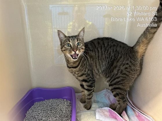 Other  Cat, impounded 29 March 2026