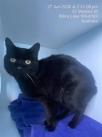 Black  Cat, impounded 27 June 2026
