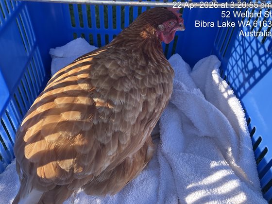 Brown  Other, impounded 22 April 2026