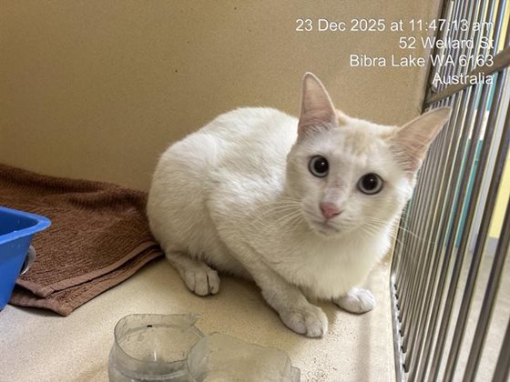 Other  Cat, impounded 23 December 2025