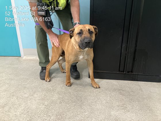 Tan  Dog, impounded 01 September 2025