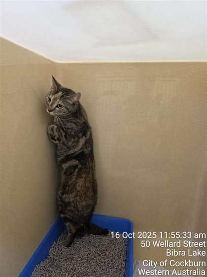 Tortoiseshell  Cat, impounded 16 October 2025