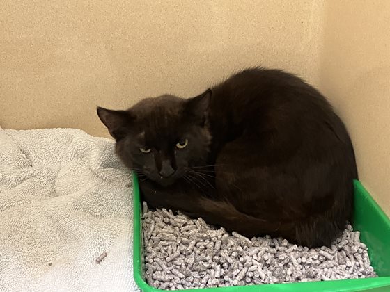 Black  Cat, impounded 27 May 2025