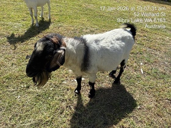 Black and White  Other, impounded 17 January 2026