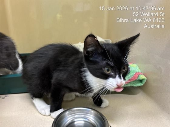 Black and White  Cat, impounded 15 January 2026