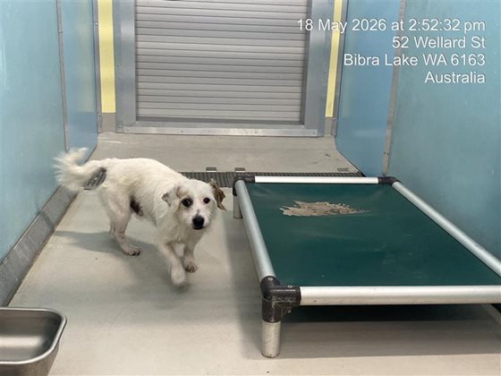 White  Dog, impounded 18 May 2026