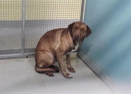 Tan  Dog, impounded 01 June 2025
