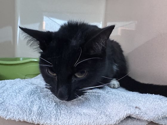 Black  Cat, impounded 13 April 2026