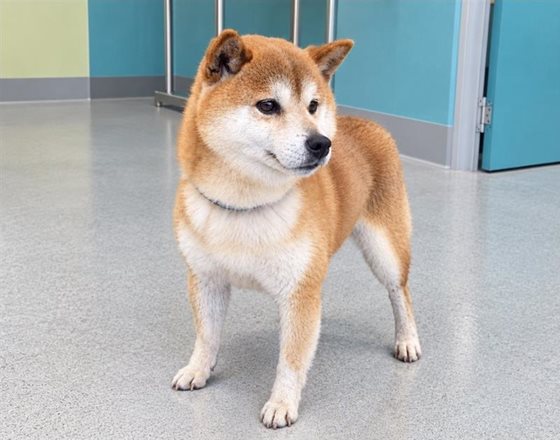 Ginger  Dog, impounded 16 September 2026