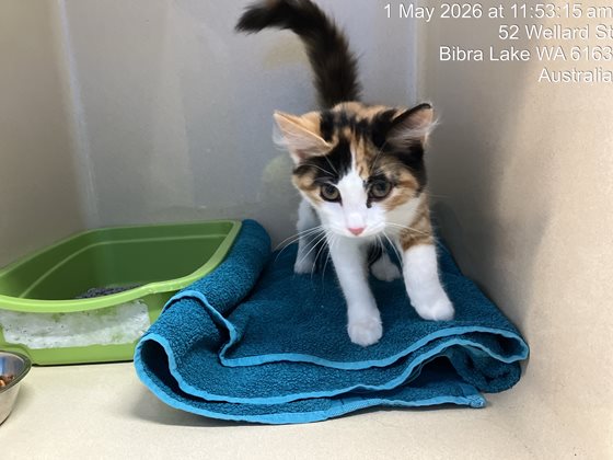 Tortoiseshell and White  Cat, impounded 01 May 2026