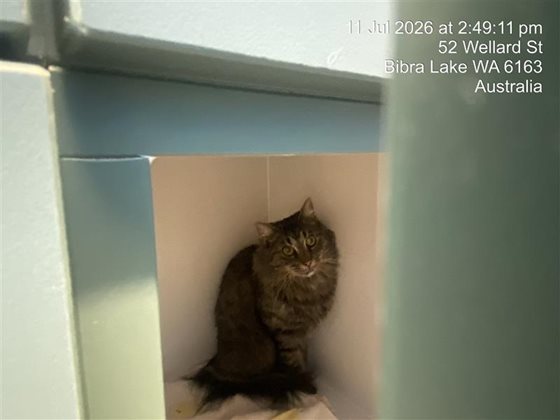 Tabby  Cat, impounded 11 July 2026