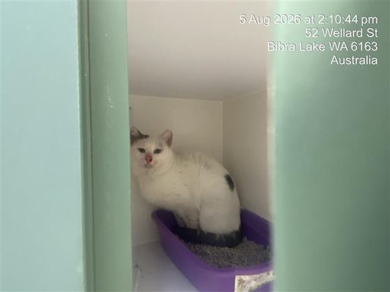 White and Black  Cat, impounded 05 August 2026