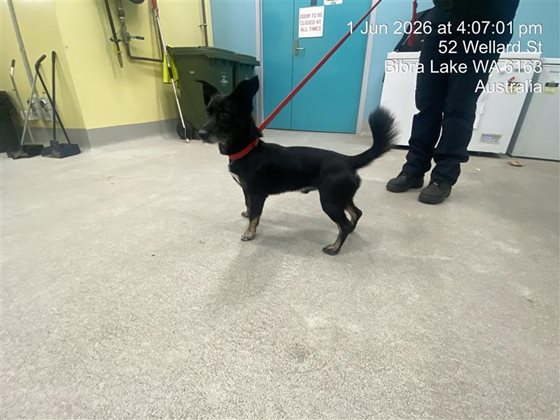 Black Brindled  Dog, impounded 01 June 2026