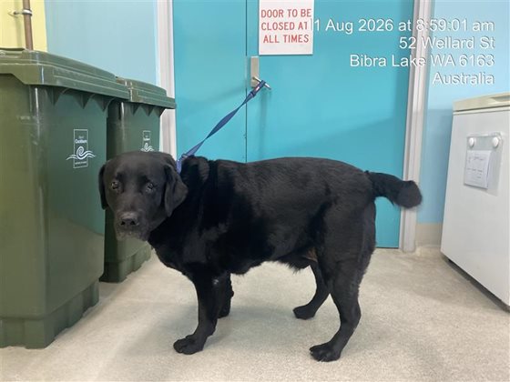 Black  Dog, impounded 11 August 2026