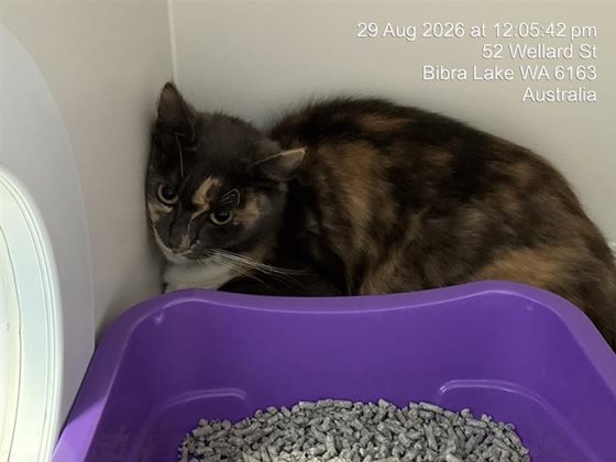 Tri-Colour  Cat, impounded 29 August 2026