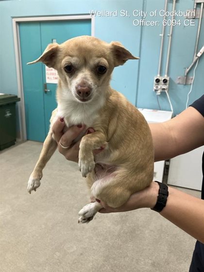 Cream  Dog, impounded 18 September 2026