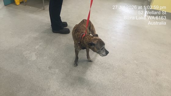 Other  Dog, impounded 27 July 2026