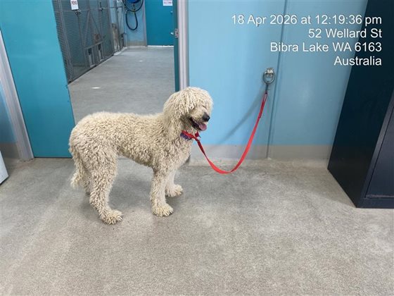 Cream  Dog, impounded 18 April 2026