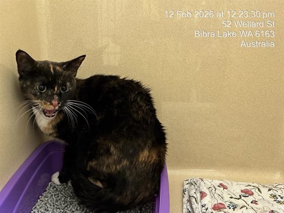 Tortoiseshell  Cat, impounded 12 February 2026