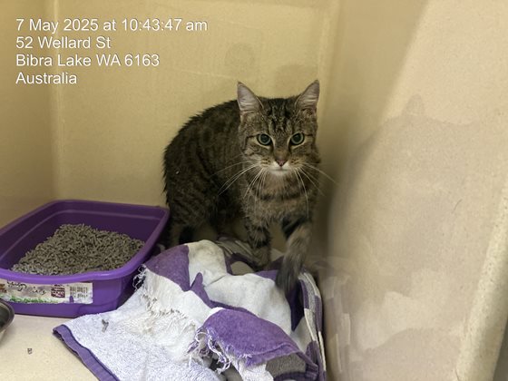 Tabby  Cat, impounded 07 May 2025