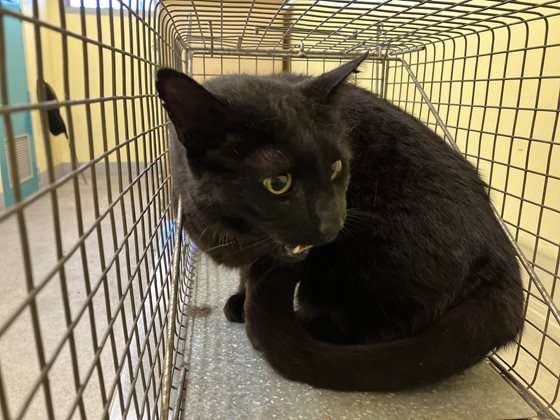 Black  Cat, impounded 06 October 2025