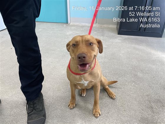 Tan  Dog, impounded 16 January 2026