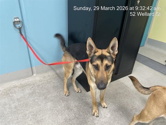 Black and Tan  Dog, impounded 29 March 2026