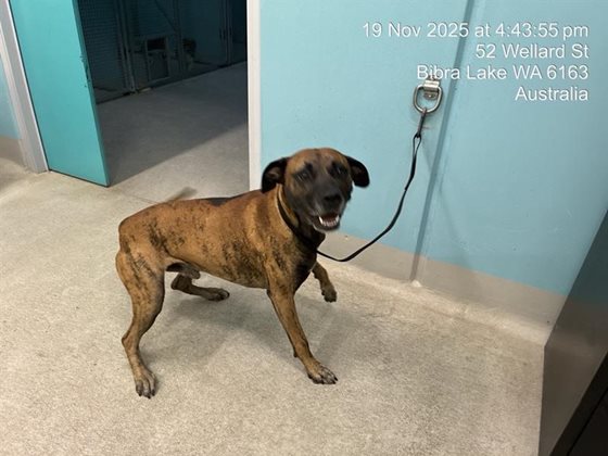 Brindle  Dog, impounded 19 November 2025