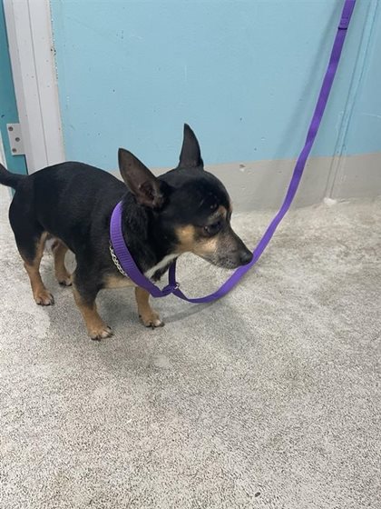 Black and Tan  Dog, impounded 24 December 2025