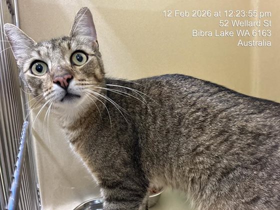 Grey  Cat, impounded 12 February 2026