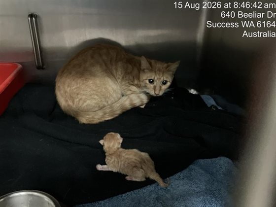Ginger  Cat, impounded 15 August 2026