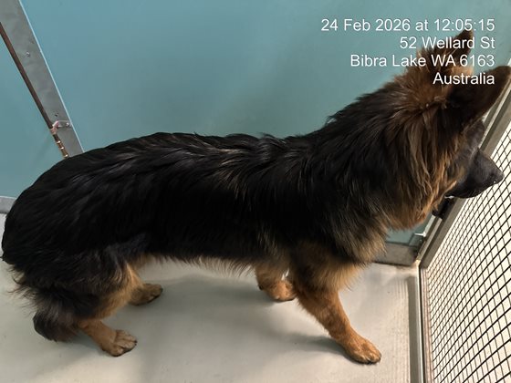 Black and Brown  Dog, impounded 24 February 2026