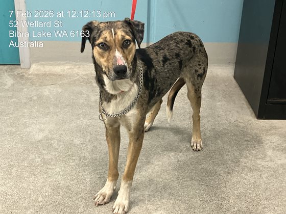 Tri-Colour  Dog, impounded 07 February 2026