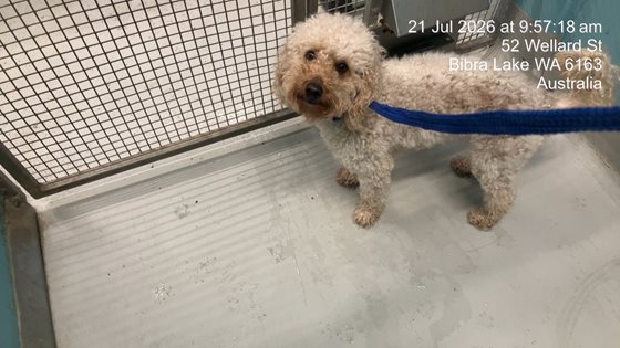 Cream  Dog, impounded 21 July 2026