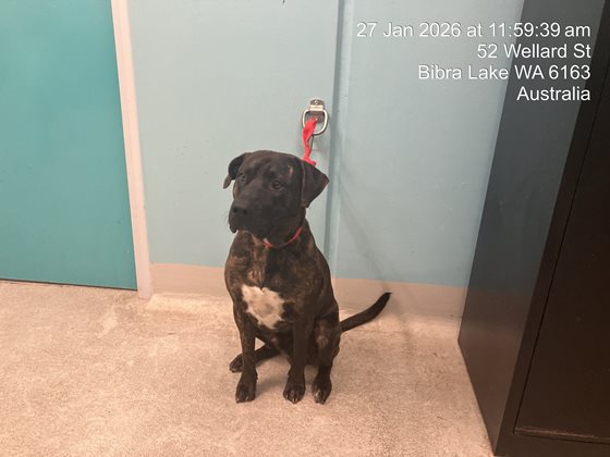 Brindle  Dog, impounded 27 January 2026