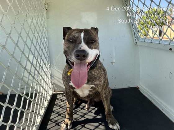 Brindle and White  Dog, impounded 04 December 2025