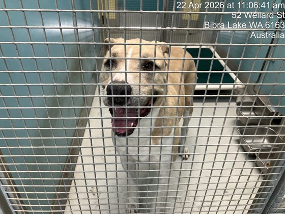 Tan and White  Dog, impounded 22 April 2026