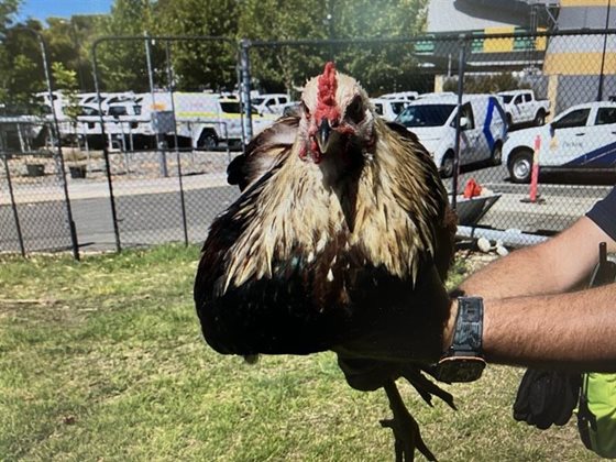 Brown and Black  Rooster, impounded 18 February 2026