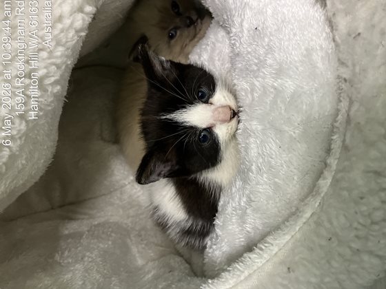 Black and White  Cat, impounded 06 May 2026