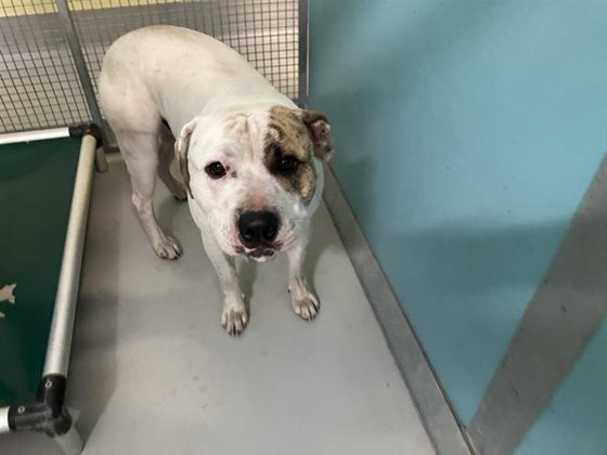 White  Dog, impounded 05 January 2026