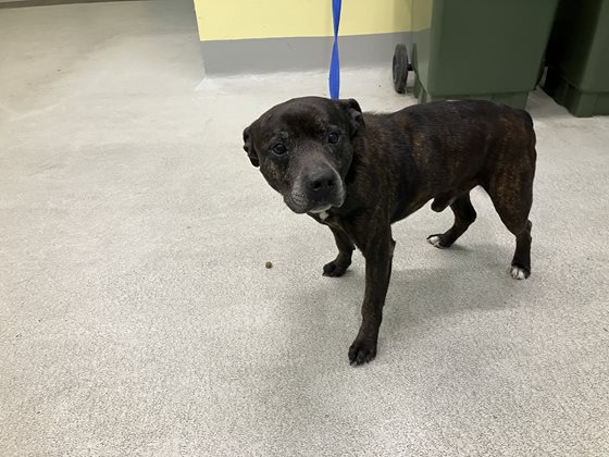 Brown Brindle  Dog, impounded 07 September 2026