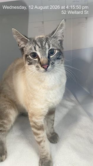 Other  Cat, impounded 12 August 2026