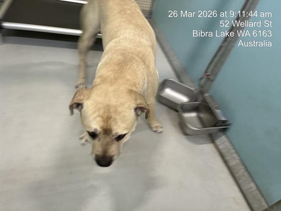 Other  Dog, impounded 26 March 2026
