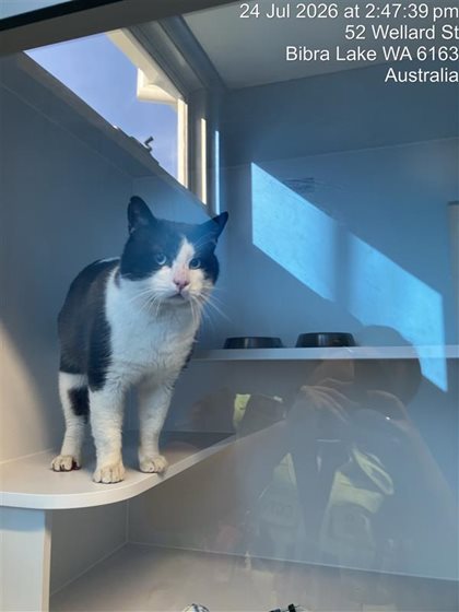 Black and White  Cat, impounded 24 July 2026