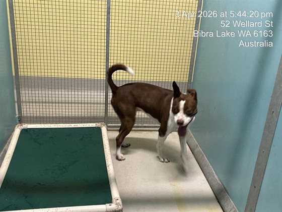 Brindle and White  Dog, impounded 03 April 2026