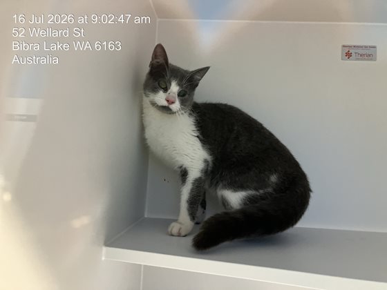 Tabby and White  Cat, impounded 16 July 2026